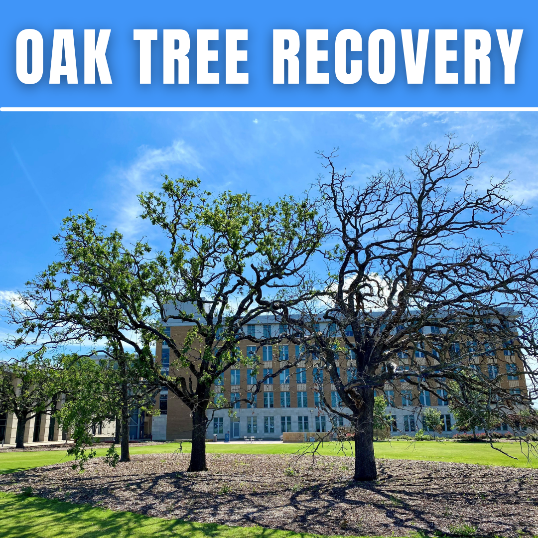 <p> Driving across Texas has been an interesting occupation for
foresters and arborists these past few weeks. Many trees appear as healthy and vibrant
as they have ever been, but littered in amongst the growing green are an equal
– and seemingly arbitrary – population of barren oak trees.</p>
<p> </p>